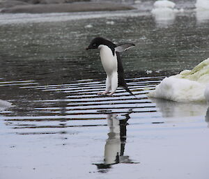 An Adelie penguin jumping into the water and captured as it is about to enter water. The penguin’s reflection is in the water