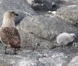 An adult skua with its fluffy grey chick