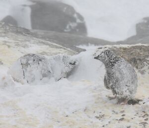 A chick and adult sheltering from the blizzard