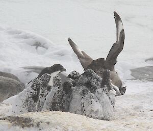 A creche of penguin chicks hit by a skua