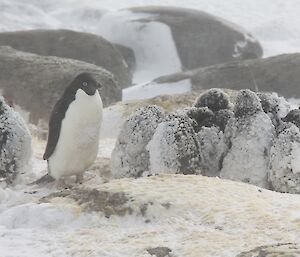 A creche of penguin chicks in snow