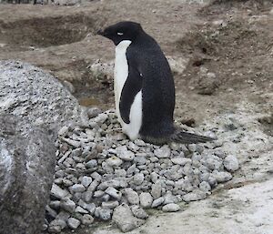 An Adelie penguin on a large pile of stones