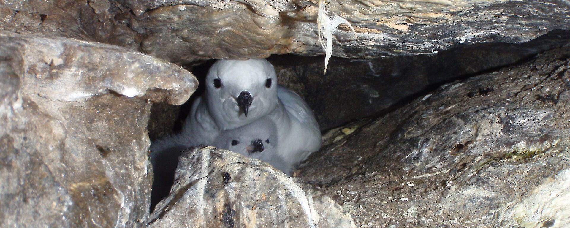 Snow petrel and chick