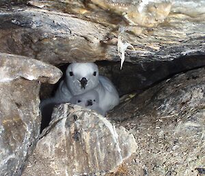 Snow petrel and chick