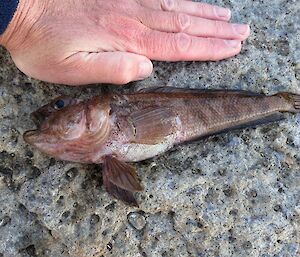 The fish was longer than the biologist’s hand