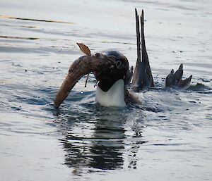 A close up photo of the Adelie penguin with a large fish in its mouth