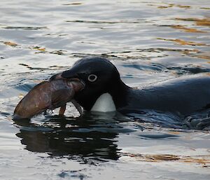 An Adelie penguin with a large fish in its mouth