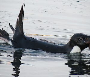 The penguin trying to swallow the fish