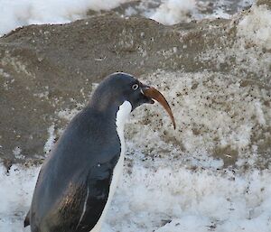 The penguin before it vomited with only the tail of the fish not in its mouth