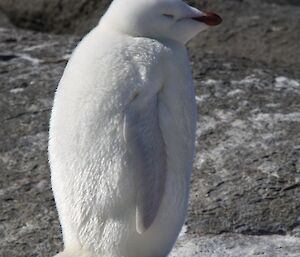 A totally white penguin