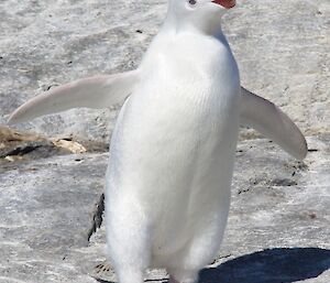 The white penguin