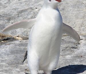 The white penguin