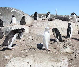 A white penguin walks through the colony
