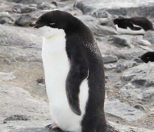 A juvenile penguin with a white chin