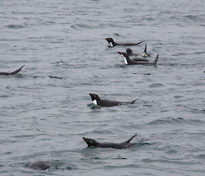 With the sea ice gone the penguins are floating on the surface of the water and potentially susceptible to attack from orcas