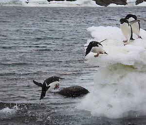 Penguins diving from ice floes into the water