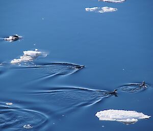 Adelie penguins swimming on the surface