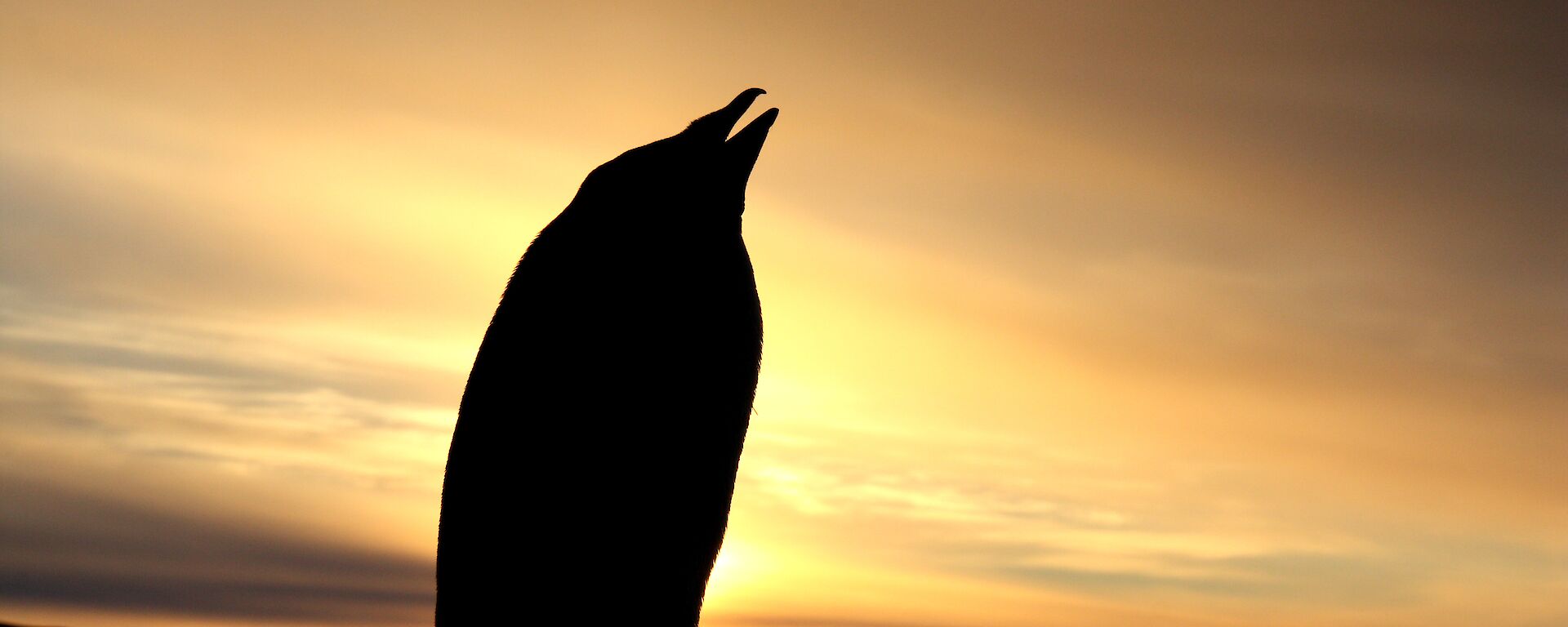 A golden yellow sky with the dark image of land and a penguin