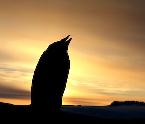 A golden yellow sky with the dark image of land and a penguin