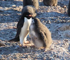 The chicks are nearly the same height as the adults and fatter