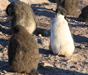 A chick starting to assume adult plumage