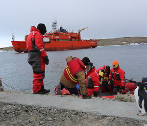 Adelie penguin watches boat loading