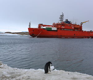 Lone Adelie watches Aurora Australis in Harbour