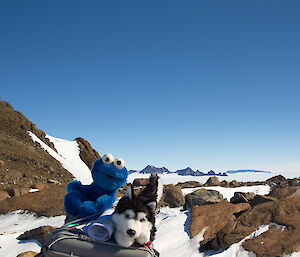 Stuffed animals of Cookie Monster and a husky sit on a quad bike