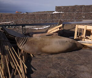Elephant seal on station lying around near wooden poles
