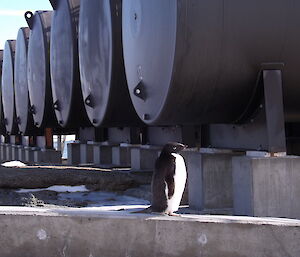 Adelie penguin on low concrete wall at Mawson station, large metal drums in background