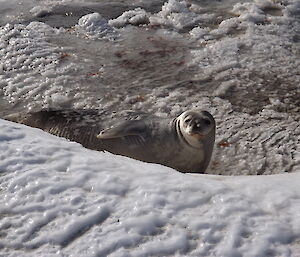 Weddell seal on back looking at camera from icy ground