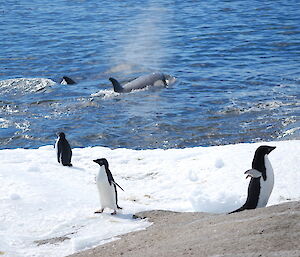 Adelies and Orcas