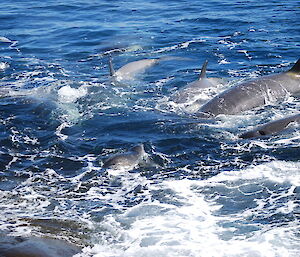 Seal and Orcas