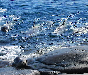 Seal chased on rocks by orcas