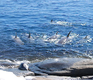 Seal chased by orcas