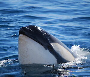 Orca up close with its head out of the water
