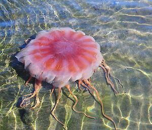 Jellyfish at Mawson