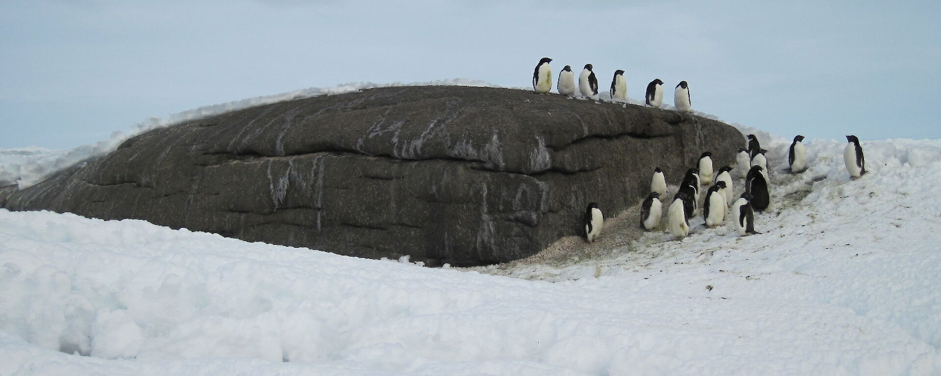 Adelies on Kellas Island