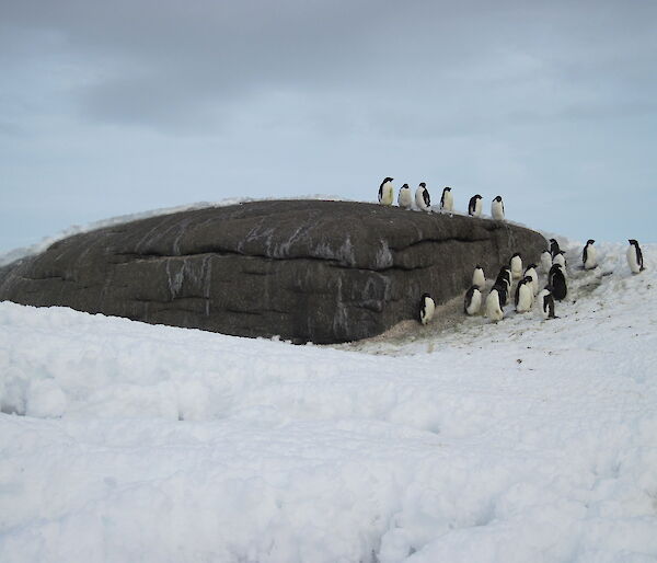 Adelies on Kellas Island