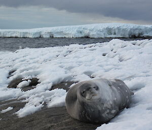 Weddell seal faces camera and is surrounded by snow with water in the background