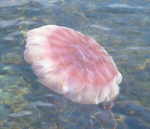 Giant jellyfish at Mawson