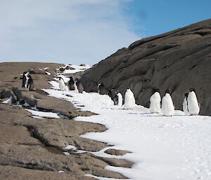 Adelie penguins at Mawson on a strip of snow between rocky landscapes