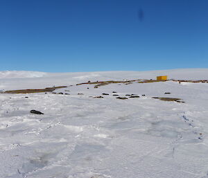 Weddell seals on West Arm sleeping in the snow