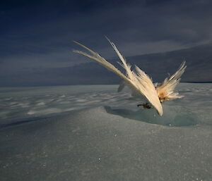 Dead snow petrel frozen in ice with wings sticking out