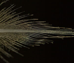 Tip of a penguin feather close up