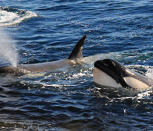 Two killer whales, one with head poking out of water and the other with head in water but blowing water and air out of blow hole