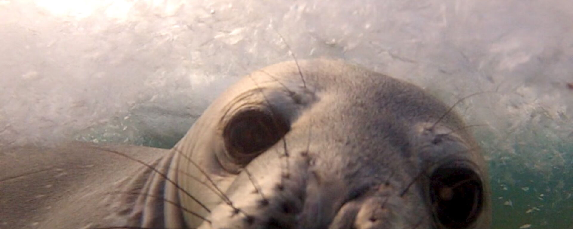 Young Weddell seal photographed underwater and facing camera