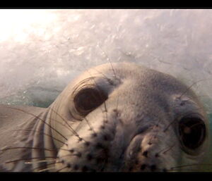 Young Weddell seal photographed underwater and facing camera