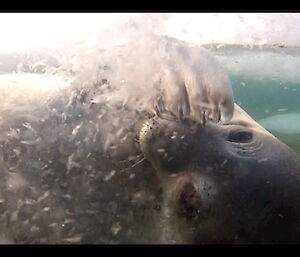 Young Weddell seal underwater with one flipper over face looking towards the camera