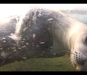 An underwater shot of a Weddell seal playfully facing camera
